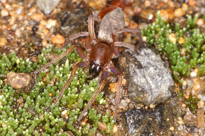 Clubiona_lutescens_D4880_Z_89_Les Gris_Frankrijk.jpg